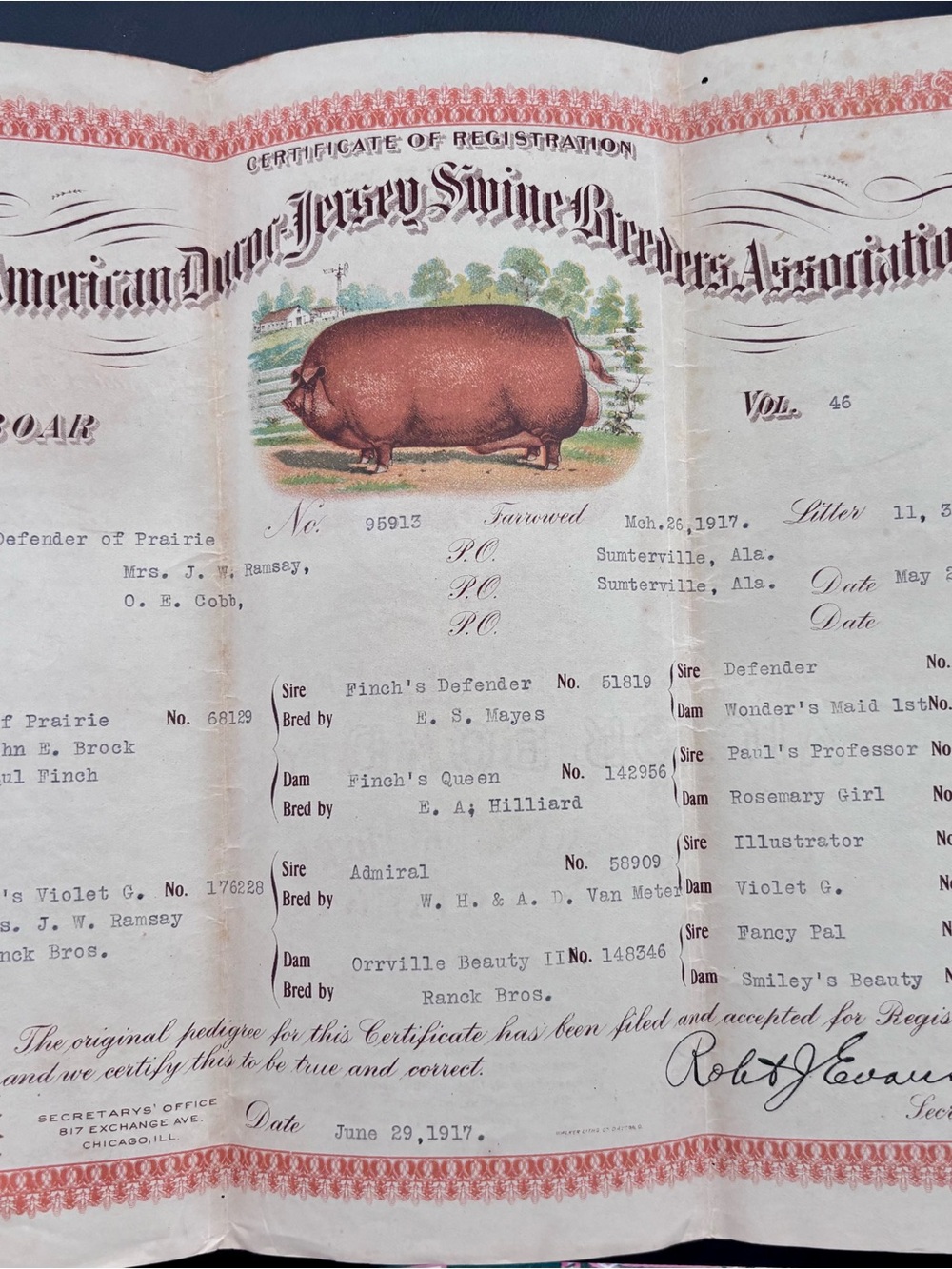 Vintage 1917 Antique Duroc-Jersey Swine Registration Pedigree Certificate - Boar